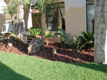 Low maintenance, indigenous cycad bed